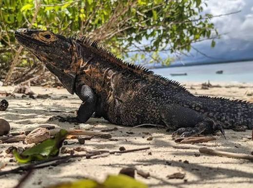 Isla Iguana Pedasi Panamá