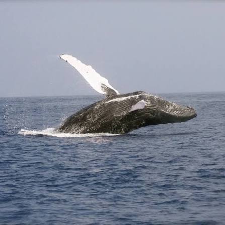 ballenas jorobadas Peasí, Panama